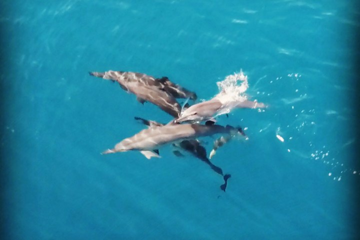 a bird swimming in water